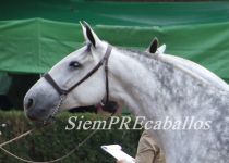 W LUNA DE TORRELUNA, DE Y. CENTURION, PLATA EN YEGUAS DE 5 Y 6 A